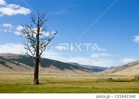 Landscape from Altai Tavan Bogd National Park, Mongolia 135842348