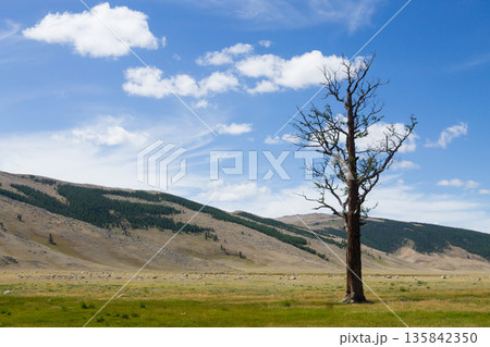 Landscape from Altai Tavan Bogd National Park, Mongolia Landscape from Altai Tavan Bogd National Park, Mongolia 135842350