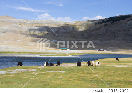Domestic yak in Altai Tavan Bogd National Park, Mongolia 135842366