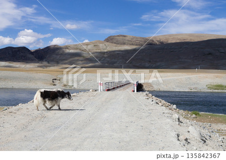 Domestic yak in Altai Tavan Bogd National Park, Mongolia 135842367