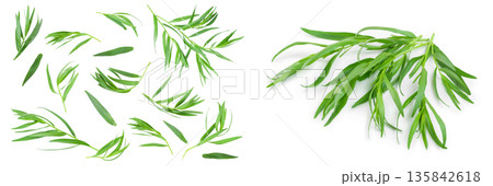 tarragon or estragon isolated on a white background. Artemisia dracunculus 135842618