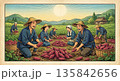 サツマイモの収穫 135842656
