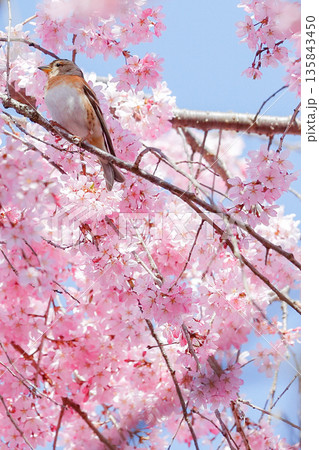 満開の桜に止まる野鳥のクローズアップ_縦 135843450