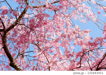 青空に映える京都の美しい枝垂桜 135843451
