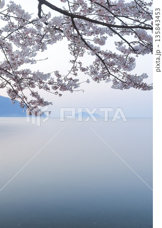 海津大崎から望む琵琶湖の朝と桜_縦 海津大崎から望む琵琶湖の朝と桜_縦 135843453