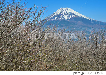 愛鷹山塊の越前岳　富士見台に咲くマメザクラに富士山 135843507