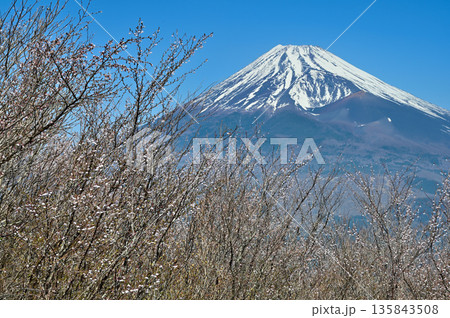 愛鷹山塊の越前岳　富士見台に咲くマメザクラに富士山 135843508
