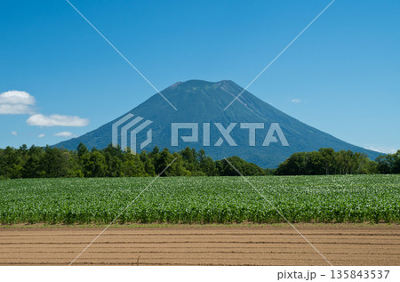夏の青空に映える羊蹄山と田園風景 135843537