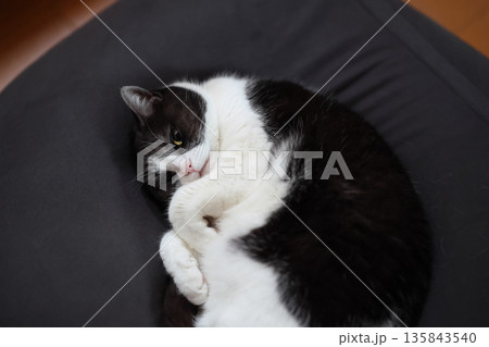 クッションで丸くなる猫 クッションで丸くなる猫 135843540