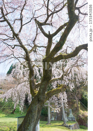 神社のしだれ桜(大分県竹田市) 神社のしだれ桜(大分県竹田市) 135843886