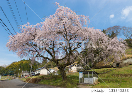 神社のしだれ桜（大分県竹田市） 135843888