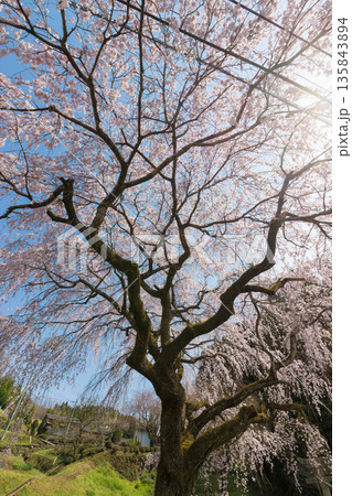 神社のしだれ桜（大分県竹田市） 135843894