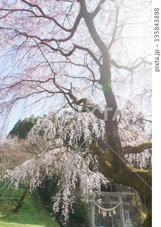 神社のしだれ桜（大分県竹田市） 135843898