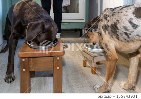 woman feeds two dogs with food from steel bowls. animals eat porridge with meat. woman feeds two dogs with food from steel bowls. animals eat porridge with meat. 135843931