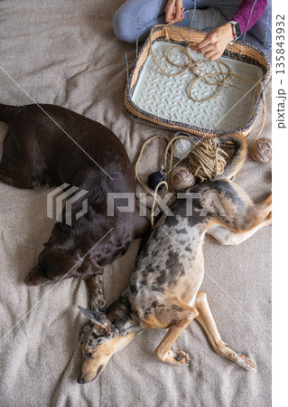 top view of a woman, a person sitting on bed with a basket of yarn and two dogs. top view of a woman, a person sitting on bed with a basket of yarn and two dogs. 135843932