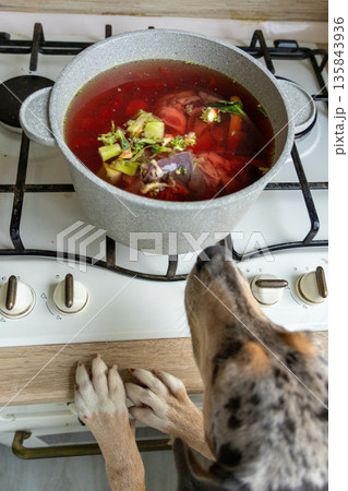 top view of pot of food on stove, dogs watching cooking. scene is warm and inviting. top view of pot of food on stove, dogs watching cooking. scene is warm and inviting. 135843936