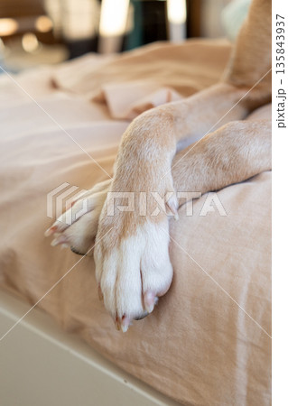 dog's paws are hanging off the bed, the pet is sleeping after a walk. dog's paws are hanging off the bed, the pet is sleeping after a walk. 135843937