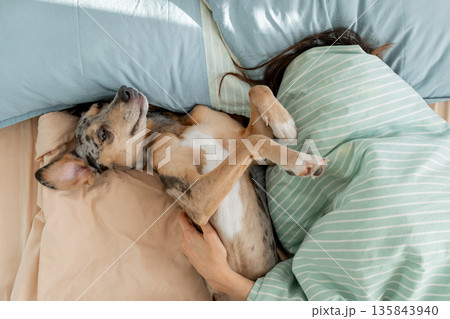 sleepy spotted Dog lies on bed under blanket with its owner, young woman is asleep.  135843940