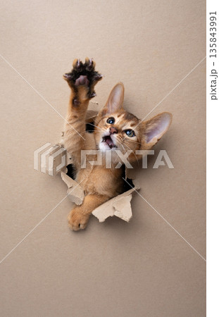 playful abyssinian kitten peeking through torn paper hole playful abyssinian kitten peeking through torn paper hole 135843991