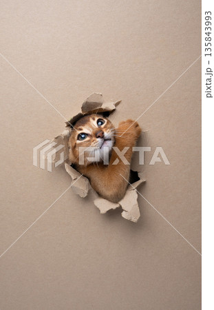 playful abyssinian kitten peeking through torn paper hole playful abyssinian kitten peeking through torn paper hole 135843993