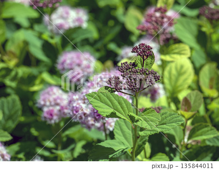 Selective focus of meadow rose or Spiraea splendens blooming in the garden. Floral background. Close-up 135844011