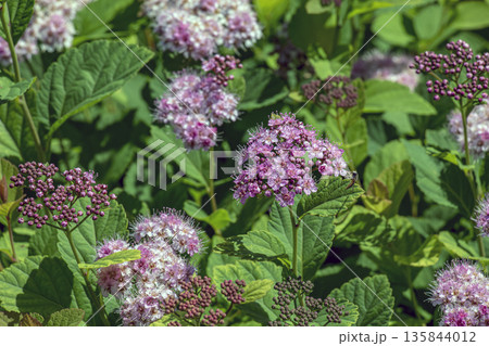 Selective focus of meadow rose or Spiraea splendens blooming in garden. Floral background. Close-up Selective focus of meadow rose or Spiraea splendens blooming in garden. Floral background. Close-up 135844012