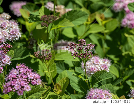 Selective focus of a meadow rose or Spiraea splendens blooming in the garden. Floral background. Close-up Selective focus of a meadow rose or Spiraea splendens blooming in the garden. Floral background. Close-up 135844013