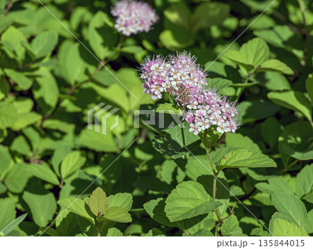 Selective focus of the meadow rose or Spiraea splendens blooming in the garden. Floral background. Close-up. Spring Selective focus of the meadow rose or Spiraea splendens blooming in the garden. Floral background. Close-up. Spring 135844015