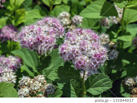 Selective focus of meadow rose or Spiraea splendens blooming in garden. Floral background. Close-up. Spring Selective focus of meadow rose or Spiraea splendens blooming in garden. Floral background. Close-up. Spring 135844017