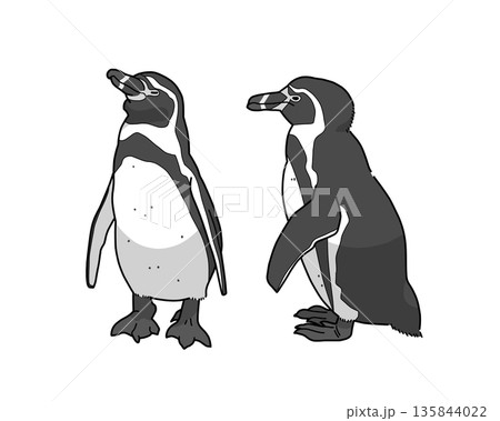 フンボルトペンギンのイラスト 135844022