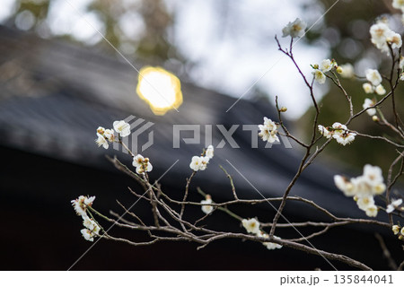 鎌倉26122　妙本寺1　梅 135844041