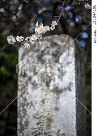鎌倉26122 妙法寺 梅 鎌倉26122 妙法寺 梅 135844106