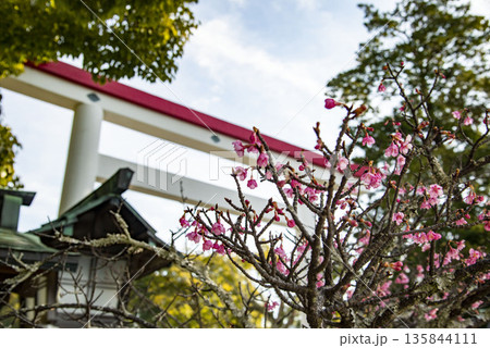 鎌倉26115 大塔宮1 河津桜 鎌倉26115 大塔宮1 河津桜 135844111