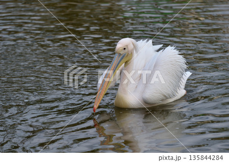 優雅に泳ぐモモイロペリカン 135844284