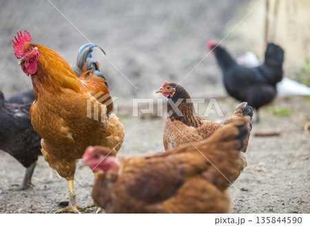 Group of grown healthy red and black hens and big brown rooster outside in poultry yard on bright sunny day. Chicken farming, healthy meat and eggs production concept. Group of grown healthy red and black hens and big brown rooster outside in poultry yard on bright sunny day. Chicken farming, healthy meat and eggs production concept. 135844590