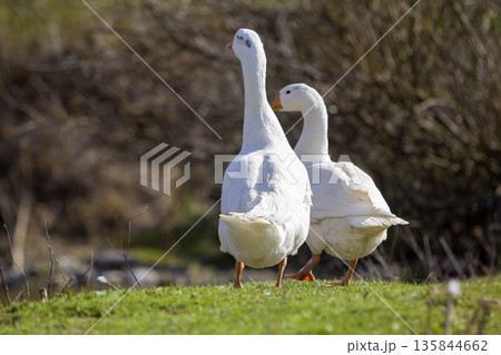 Two white big geese peacefully walking together in green grassy meadow towards dark blurred forest on bright sunny day. Beauty of birds, domestic poultry farming and wild life protection concept. Two white big geese peacefully walking together in green grassy meadow towards dark blurred forest on bright sunny day. Beauty of birds, domestic poultry farming and wild life protection concept. 135844662