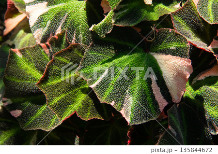 A close up view of a Begonia plant with large 135844672