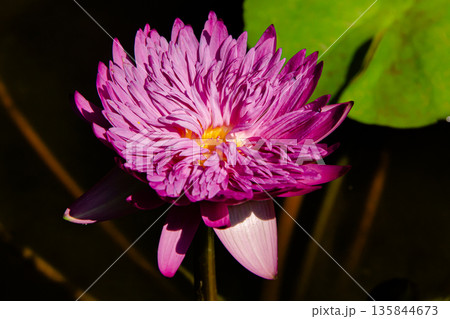 beautiful pink lotus flower blooming 135844673