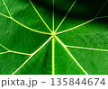 Close up of green leaf texture. Abstract background 135844674