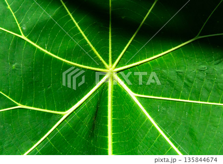 Close up of green leaf texture. Abstract background Close up of green leaf texture. Abstract background 135844674