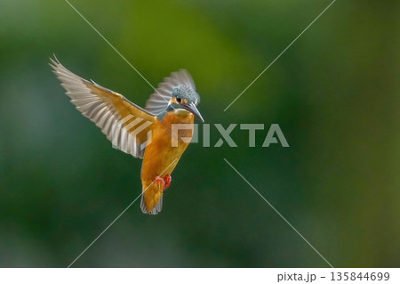 グリーンバックにホバリングするカワセミ。野生動物のダイナミックな瞬間 135844699