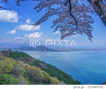満開の桜越しに望む春の琵琶湖と残雪の伊吹山の絶景 滋賀県 日本の風景 135844702