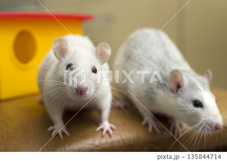 Two funny domestic pet rats and a toy house. Two funny domestic pet rats and a toy house. 135844714