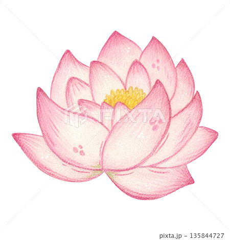 Large lotus flower. Hand-drawn watercolor illustration, cartoon. Design for stickers, scrapbooking, and cards. Holiday, element, flower, season, nature, plant, blossom, Mid-Autumn Festival 135844727
