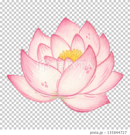 Large lotus flower. Hand-drawn watercolor illustration, cartoon. Design for stickers, scrapbooking, and cards. Holiday, element, flower, season, nature, plant, blossom, Mid-Autumn Festival 135844727