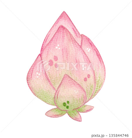 Lotus bud. Hand-drawn watercolor illustration, cartoon. Design for stickers, scrapbooking, cards. Holiday, element, flower, Asia, China, Japan, lotus, aquatic, pink, rare, symbol, Mid-Autumn Festival 135844746