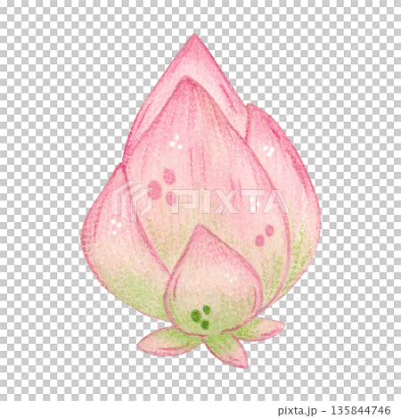 Lotus bud. Hand-drawn watercolor illustration, cartoon. Design for stickers, scrapbooking, cards. Holiday, element, flower, Asia, China, Japan, lotus, aquatic, pink, rare, symbol, Mid-Autumn Festival 135844746