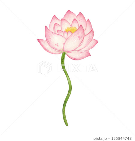 A lotus flower on a long stem. Hand-drawn watercolor illustration, cartoon. Design for stickers, scrapbooking, and cards. Holiday, element, nature, plant, blossom, Asia, symbol, Mid-Autumn Festival A lotus flower on a long stem. Hand-drawn watercolor illustration, cartoon. Design for stickers, scrapbooking, and cards. Holiday, element, nature, plant, blossom, Asia, symbol, Mid-Autumn Festival 135844748