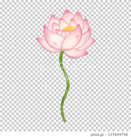 A lotus flower on a long stem. Hand-drawn watercolor illustration, cartoon. Design for stickers, scrapbooking, and cards. Holiday, element, nature, plant, blossom, Asia, symbol, Mid-Autumn Festival A lotus flower on a long stem. Hand-drawn watercolor illustration, cartoon. Design for stickers, scrapbooking, and cards. Holiday, element, nature, plant, blossom, Asia, symbol, Mid-Autumn Festival 135844748