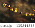 蝋梅 135844838